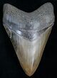 Beautiful Lower Megalodon Tooth #8371-1